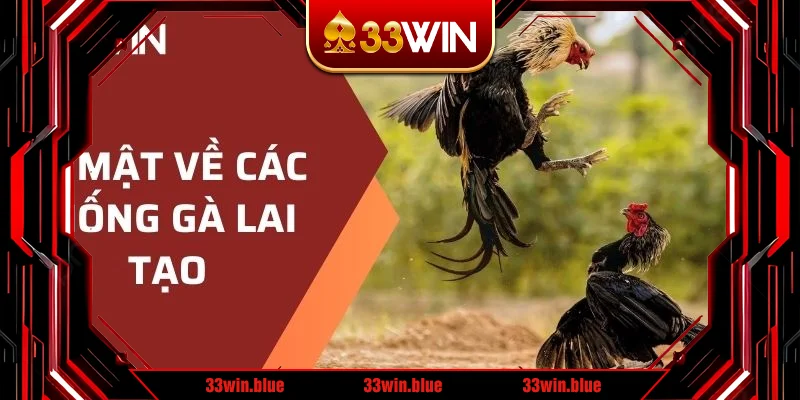 Bí mật về các giống gà lai tạo