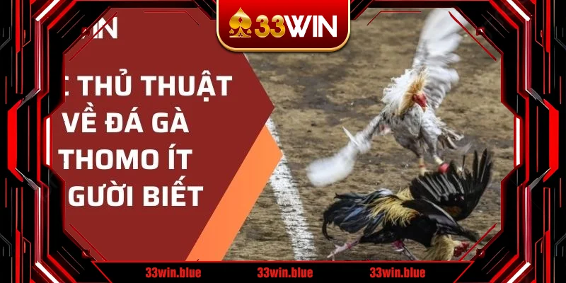 Các thủ thuật về đá gà Thomo ít người biết