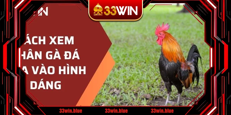 Cách xem chân gà đá dựa vào hình dáng