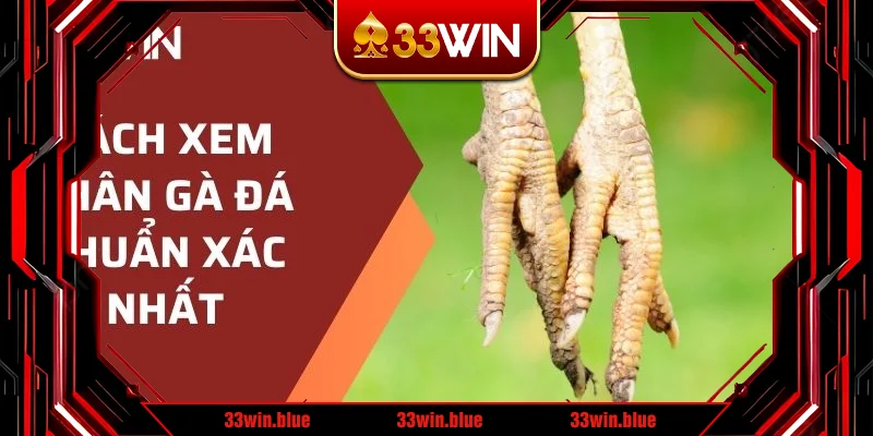 cách xem chân gà đá