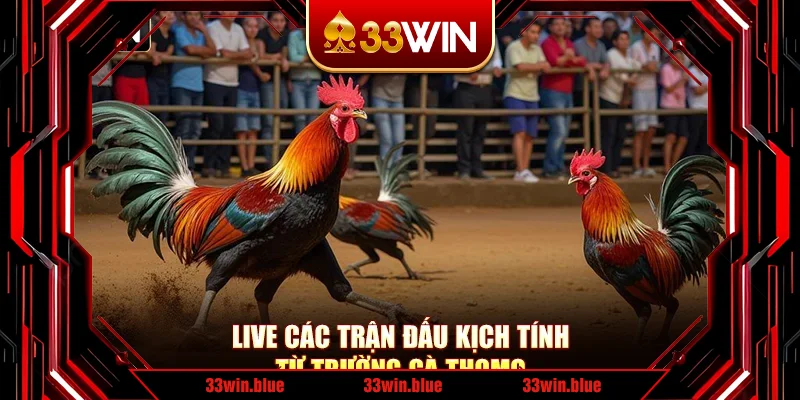 Live các trận đấu kịch tính từ trường gà Thomo