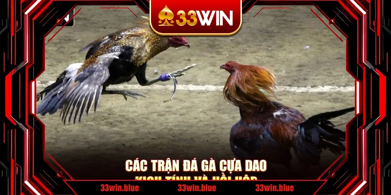 Các trận đá gà cựa dao kịch tính và hồi hộp