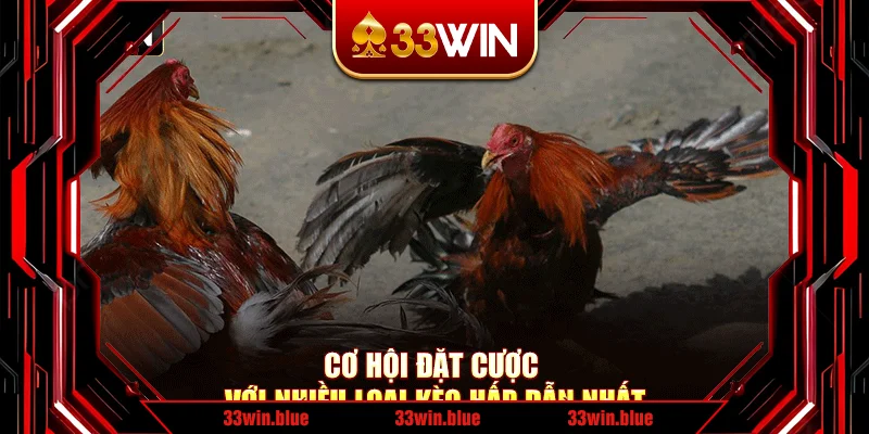 Cơ hội đặt cược với nhiều loại kèo hấp dẫn nhất