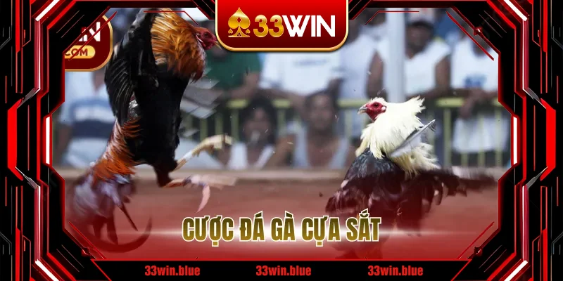 Cược Đá Gà Cựa Sắt – Kinh nghiệm chọn kèo theo thể trạng gà