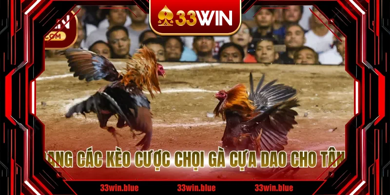 Đa dạng các kèo cược chọi gà cựa dao cho tân thủ