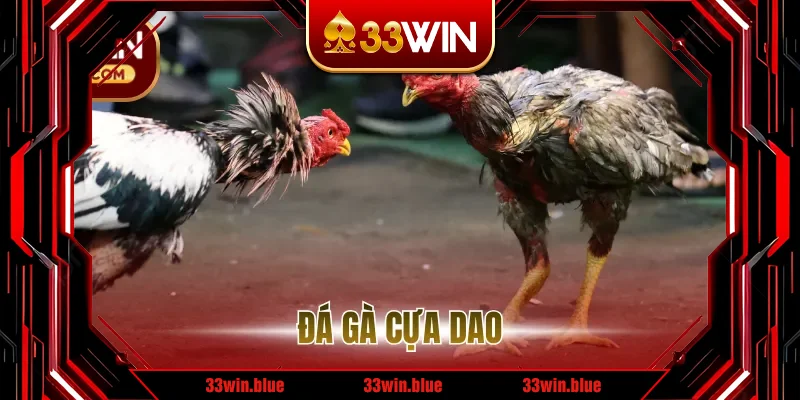 Đá Gà Cựa Dao – Tìm hiểu luật chơi và cách theo trận