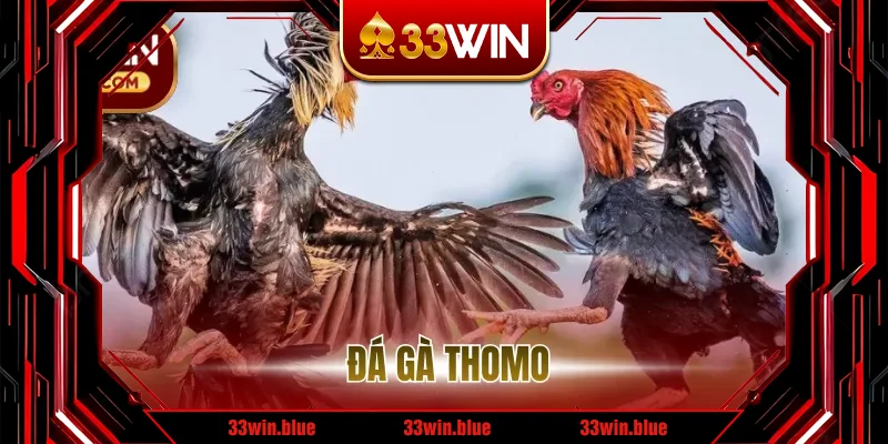 Đá Gà Thomo – Theo dõi thi đấu và cập nhật kết quả nhanh