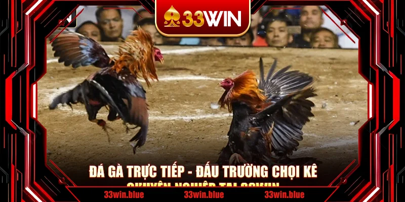 Đá Gà Trực Tiếp - Đấu Trường Chọi Kê Chuyên Nghiệp Tại 33Win