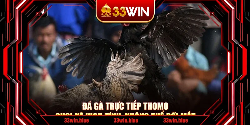 Đá Gà Trực Tiếp Thomo – Chọi Kê Kịch Tính, Không Thể Rời Mắt