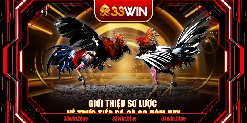 Giới thiệu sơ lược về trực tiếp đá gà C3 hôm nay