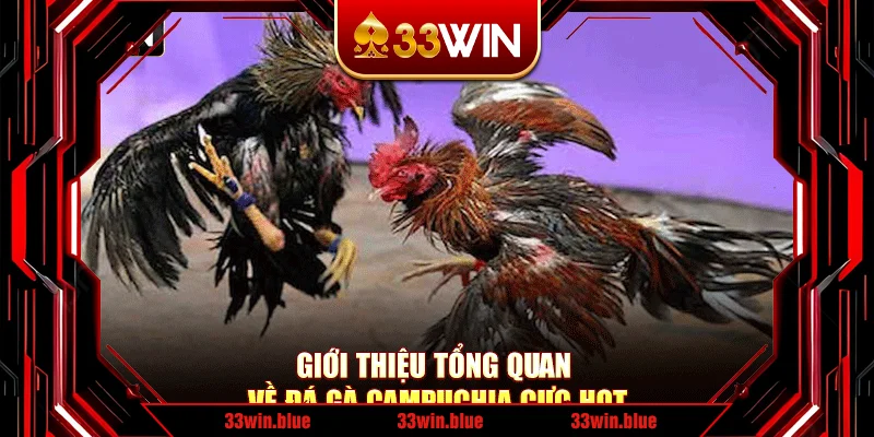 Giới thiệu tổng quan về đá gà Campuchia cực hot