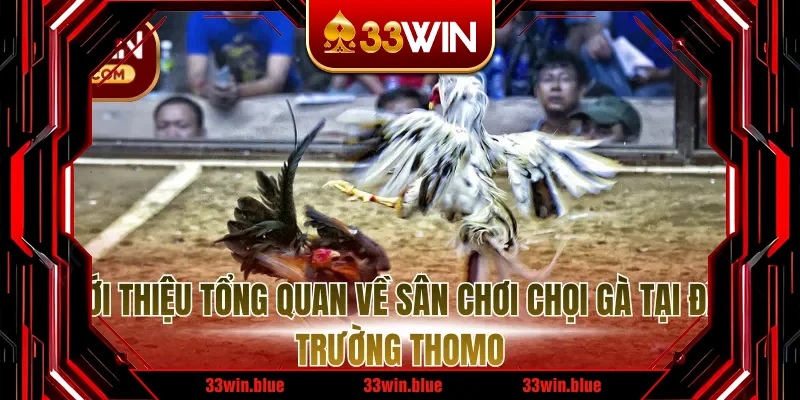 Giới thiệu tổng quan về sân chơi chọi gà tại đấu trường Thomo Giới thiệu tổng quan về sân chơi chọi gà tại đấu trường Thomo