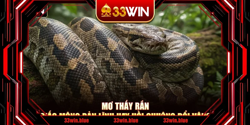 Mơ Thấy Rắn – Giấc Mộng Bản Lĩnh Hay Hồi Chuông Đổi Vận?