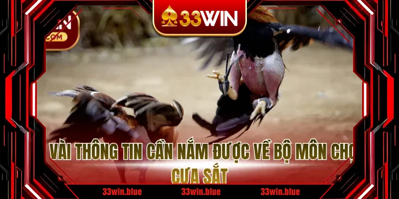 Một vài thông tin cần nắm được về bộ môn chọi gà cựa sắt