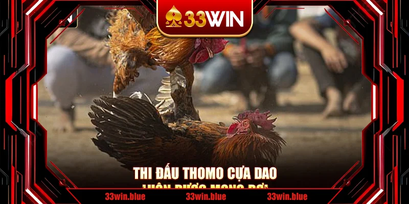 Thi đấu Thomo cựa dao luôn được mong đợi