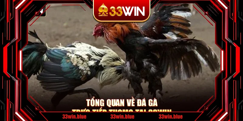 Tổng quan về đá gà trực tiếp Thomo tại 33Win