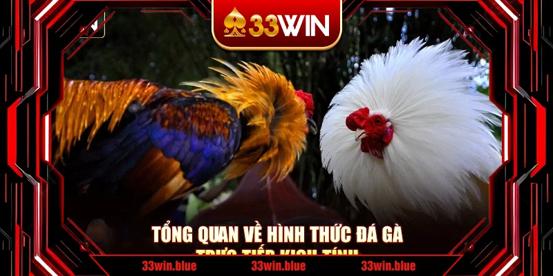Tổng quan về hình thức đá gà trực tiếp kịch tính