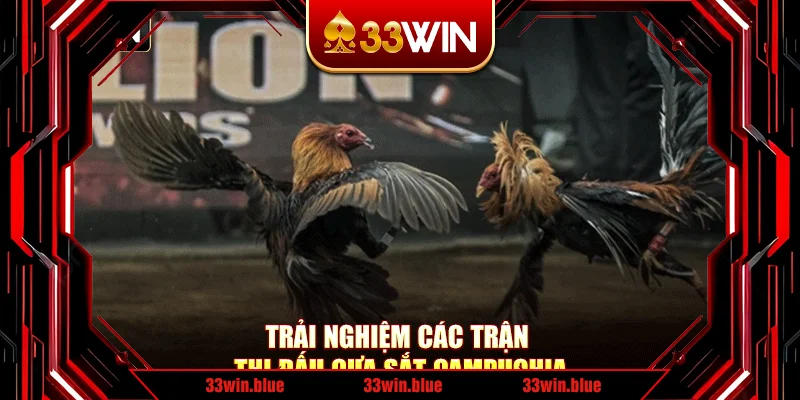 Trải nghiệm các trận thi đấu cựa sắt Campuchia