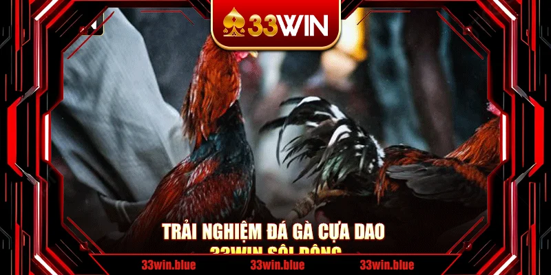 Trải nghiệm đá gà cựa dao 33Win sôi động