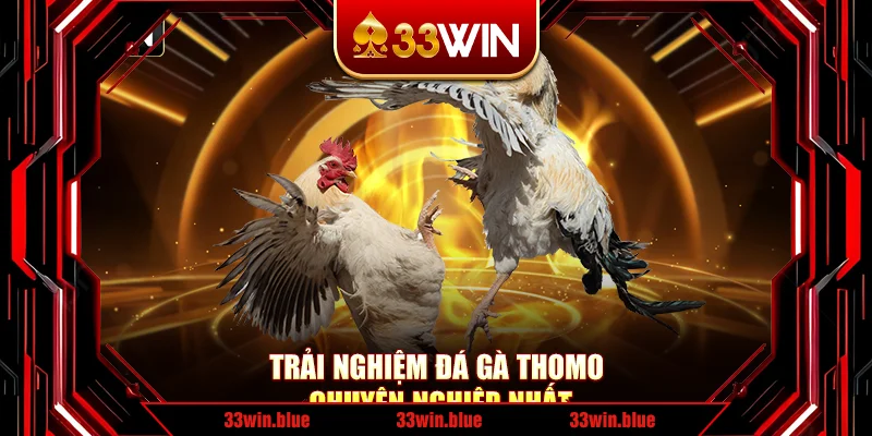 Trải nghiệm đá gà Thomo chuyên nghiệp nhất
