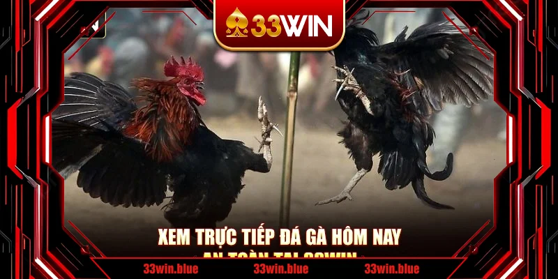 Xem trực tiếp đá gà hôm nay an toàn tại 33Win