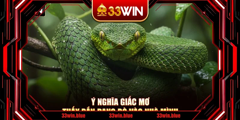 Ý nghĩa giấc mơ thấy rắn đang bò vào nhà mình